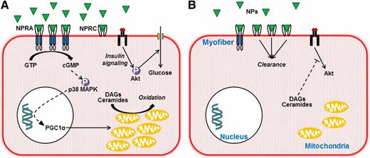 Figure 1. Summary of NP action in the skeletal muscle in healthy individuals (A) and obese individuals with diabetes (B). NPs circulate in reduced concentrations in obese individuals with diabetes compared with the levels in healthy individuals. Furthermore, expression of NPRA, which binds NPs and activates intracellular signaling events, is reduced, while expression of NPRC, which clears NPs in tissues, is increased in obesity and T2D. In healthy individuals, generation of cGMP from guanosine triphosphate (GTP) by the guanylyl cyclase activity of NPRA activates a signaling pathway resulting in the phosphorylation (P) and activation of p38 mitogen-activated protein kinase (p38 MAPK) and the increased transcription of peroxisome proliferator–activated receptor coactivator γ-1α (PGC1α). This is associated with mitochondrial biogenesis and oxidation of lipids, including the lipotoxic diacylglycerols (DAGs) and ceramides. In obese individuals, NP signaling from NPRA is attenuated, predisposing to DAG and ceramide accumulation in the muscle and thus IR, characterized by inhibition of insulin signaling via Akt and impaired glucose disposal.