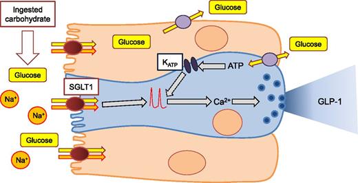 Figure 1. SGLT1 is responsible for glucose absorption across the small intestinal brush border, and on the apical membrane of L-cells, it acts as the primary sensor of ingested glucose, triggering electrical activity and GLP-1 secretion. KATP channels modulate some control over GLP-1 release but are not responsible for peak postprandial GLP-1 levels.