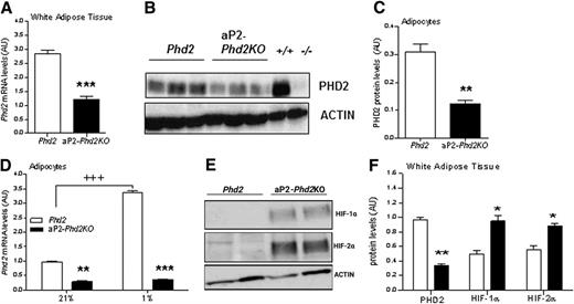 Figure 1. Efficient aP2-Cre–mediated knockdown of PHD2 in adipocytes stabilizes both HIFα isoforms. A: Reduced Phd2 mRNA levels in aP2-Phd2KO white adipose tissue (black bars) compared with control Phd2 littermates (white bars); n = 5. B: Representative Western blot showing reduced PHD2 protein levels (top panel, from left to right, lanes 4–6) in aP2-Phd2KO white adipose tissue compared with control littermates (top panel, lanes 1–3). Mouse embryonic fibroblast lysates from Phd2 wild-type (+/+; lane 7) and Phd2 knockout (−/−; lane 8) mice were included to identify specificity of the anti-PHD2 antibody. C: Reduced PHD2 protein levels in aP2-Phd2KO adipocytes. Quantification graph of a representative Western blot. D: Reduced Phd2 mRNA levels in isolated aP2-Phd2KO adipocytes cultured in normoxia (21% O2) and ablated response to hypoxia (1% O2). Representative Western blots (E) and quantification graph (F) showing stabilization of both HIF-1α and HIF-2α in adipose tissue in aP2-Phd2KO adipose. mRNA was corrected to 18S and protein to β-actin. Data are presented as arbitrary units (AU). *P < 0.05, **P < 0.01, ***P < 0.001 between genotypes; +++P < 0.001 comparison of hypoxia and normoxia within a genotype.