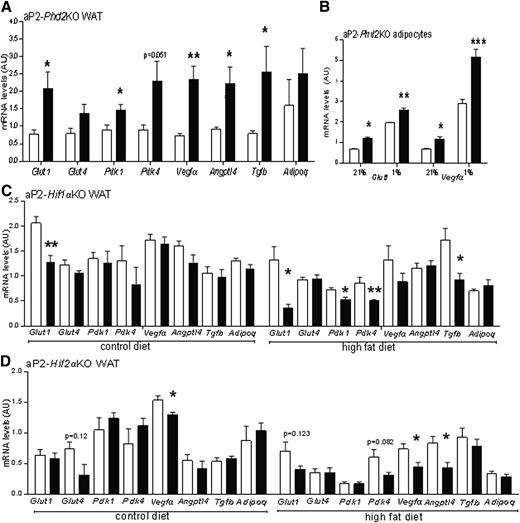 Figure 2. Adipose Phd2 deficiency upregulates HIF target genes in normoxia. A: Upregulation of HIFα target genes in white adipose tissue (WAT) of aP2-Phd2KO mice (black bars) compared with control Phd2 littermates (white bars); n = 7/group. B: Isolated aP2-Phd2KO adipocytes showed higher mRNA levels of Glut1 and Vegfα in both normoxia (21% O2) and hypoxia (1%; 4 h); n = 3/group. aP2-Hif1αKO (black bars, n = 4–11/group) (C) and aP2-Hif2αKO (black bars, n = 4–6/group) (D) mice with their littermate controls (white bars) were fed a control diet or a high-fat diet (58% kcal fat) for 12 weeks. mRNA levels of HIF-target genes in adipose tissue were measured and corrected to 18S; data are presented as arbitrary units (AU). *P < 0.05, **P < 0.01, ***P < 0. 001.
