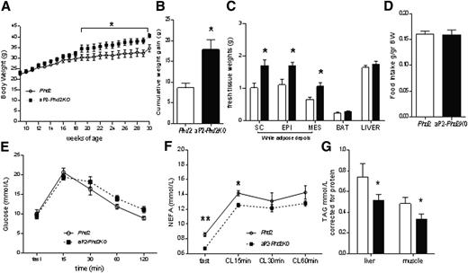 Figure 3. Adipose Phd2-deficient mice exhibit increased adiposity, lower plasma NEFA levels, and reduced triglyceride levels in liver and muscle. A: BWs in chow-fed aP2-Phd2KO (black squares, dashed line) are significantly higher after 18 weeks of age compared with Phd2 control mice (open circles, solid line); n = 7/group. B: aP2-Phd2KO mice (black bars) gain more weight between 9 and 30 weeks of age. C: aP2-Phd2KO mice (black bars; n = 7) have heavier white fat depots (EPI, epididymal; MES, mesenteric; SC, subcutaneous) but similar brown adipose tissue (BAT) and liver weights to control Phd2 littermates (white bars; n = 5). D: Short-term food intake was recorded between 14 and 16 weeks of age. There were no apparent differences in food intake between genotypes (n = 5/group). E: An i.p. glucose tolerance test (2 mg/g BW glucose) in aP2-Phd2KO and control littermate mice (n = 6/group). F: Circulating NEFA concentrations in aP2-Phd2KO mice before and after stimulation with a lipolytic β3-adrenergic agonist, CL316,243 (1 μg/g BW i.p.) (n = 5/group). G: Liver and muscle triglyceride (TAG) levels in aP2-Phd2KO (black bars; n = 6) and control littermate (white bars; n = 8) mice. *P < 0.05 between genotypes; **P < 0.01 between genotypes.