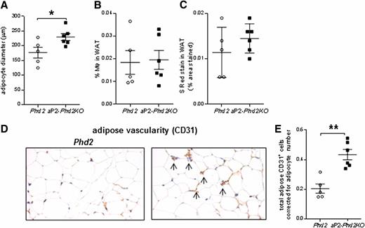 Figure 4. Adipose Phd2 deficiency increases adipocyte size in parallel with increased adipose vasculature. A: Bigger adipocytes in aP2-Phd2KO mice (black squares; n = 6) compared with control littermates (open circles; n = 5). B: Similar macrophage numbers (F4/80-positive stained) in adipose tissue of aP2-Phd2KO mice. C: Similar total collagen deposition (Picrosirius Red [S Red] staining) in aP2-Phd2KO adipose. D: aP2-Phd2KO adipose tissue has more CD31-positive cells and vessels (arrows). E: Quantification of total vessel number corrected for adipocyte number. Original magnification ×200. *P < 0.05, **P < 0.01 between genotypes. WAT, white adipose tissue.