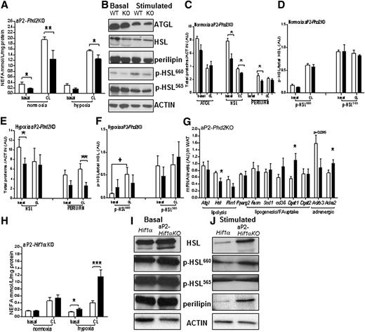 Figure 5. Phd2 deficiency suppresses adipocyte lipolysis in vitro. A: NEFA release in aP2-Phd2KO isolated adipocytes cultured in normoxia (21% O2) or hypoxia (1% O2) and stimulated with CL316,243 (CL; 100 nmol/L) for 4 h show reduced lipolytic responses in both normoxia and hypoxia (n = 4/group). Induction by CL treatment was significant but has been omitted for clarity. B: Representative immunoblots of total ATGL, HSL, perilipin, and p-HSL at serine 660 and 565 under basal and CL316,243 stimulation in normoxia. Labeling on blots: wild-type (WT); Phd2 and knockout (KO); and aP2-Phd2KO. C: Quantification (n = 3/group) of immunoblots for total ATGL, HSL, and perilipin levels corrected for β-actin in normoxia. D: Level of p-HSL corrected for total HSL in normoxia. Quantification of total HSL and perilipin proteins (E) and p-HSLs (F) in hypoxia. G: mRNA levels of key genes involved in the regulation of the adipocyte lipolytic response, patatin-like phospholipase domain containing 2 (Atgl), Hsl, perilipin 1 (Plin1), lipogenesis/fatty acid (FA) uptake peroxisome proliferator-activated receptor γ-2 (Pparg2), fatty acid synthase (Fasn), stearoyl-CoA desaturase (Scd1), fatty acid translocase (cd36), Dgat1 and Dgat2 and adrenergic signaling, β3-adrenergic receptor (Adrb3), and α2-adrenergic receptor (Adra2) were measured in adipose tissue of aP2-Phd2KO mice (black bars; n = 6/group) compared with control Phd2 littermates (white bars; n = 6/group). H: NEFA release in the medium of aP2-Hif1αKO adipocytes (black bars) cultured in normoxia (21% O2) or hypoxia (1% O2) and stimulated with CL316,243 show increased lipolytic response in hypoxia (n = 4/group). Representative immunoblots of HSL, perilipin, and p-HSL at serine 660 and 565 (I) basal- and (J) CL316,243-stimulated lipolysis during hypoxia. *P < 0.05, **P < 0.01, ***P < 0.001 comparisons between genotypes within treatment; +P < 0.05 indicates significant induction of p-HSL660 after CL316,243 stimulation in the control Phd2 but not in the aP2-Phd2KO adipocytes.