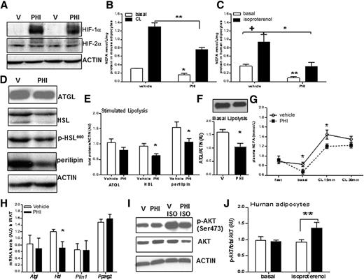 Figure 6. Pharmacological inhibition of HIF-PHD suppresses murine and human adipocyte lipolysis. Primary mouse (n = 4/group) and human adipocytes (n = 4/group) were pretreated with a selective PHI (0.5 mmol/L) or vehicle (V; DMSO, 0.5%) for 1 h prior to a standard β-adrenergic stimulation of lipolysis by CL316,243 (CL; 100 nmol/L) or isoproterenol (100 nmol/L) for 3 h. Medium was collected for measuring NEFA concentrations, and adipocytes were lysed for protein quantification and immunoblot analysis. A: Representative blot shows significant stabilization of HIF-1α levels and, to a lesser extent, HIF-2α levels by PHI in mouse adipocytes (n = 3/group) in normoxia. B: Reduced basal and CL-stimulated NEFA release in PHI pretreated mouse adipocytes. C: Reduced basal- and isoproterenol-stimulated NEFA release in PHI-pretreated human adipocytes. Representative mouse adipocyte immunoblots (D) and quantification graph (E) show unaltered ATGL but reduced HSL and perilipin levels after PHI treatment (n = 3/group) in stimulated lipolysis. F: Note that ATGL is reduced by PHI in basal lipolysis. G: In vivo administration of PHI i.p. (30 mg/kg BW) 1 h prior to CL i.p. (1 μg/g BW) in C57BL/6J mice caused reduction of NEFA release compared with vehicle-treated (5% DMSO) mice and a reduced lipolytic response after CL administration (n = 6/group). H: mRNA levels of key lipolytic genes (corrected for 18S levels) in adipose tissue of C57BL/6J administered PHI i.p. (30 mg/kg BW; black bars) 1 h prior to CL316,243 i.p. (1 μg/g BW) or vehicle-treated (5% DMSO; white bars) mice administration (n = 6/group). Immunoblots (I) and quantification graph (J) of p-AKT(Ser473), total AKT, and actin in human primary adipocytes pretreated with PHI basally and after isoproterenol (ISO) stimulation (n = 3/group). *P < 0.05, **P < 0.01, comparisons between PHI and V basally or after β-adrenergic stimulation; +P < 0.05 indicates that in human adipocytes, only the vehicle group showed significant NEFA release after isoproterenol; the PHI group showed a blunted response. WAT, white adipose tissue.