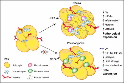Figure 7. Schematic summary of the effects of pseudohypoxia in adipose tissue. During excessive fat accumulation in obesity (top panel), the adipose tissue vasculature fails to facilitate this expansion, and areas of hypoxia are created in adipose tissue (pink-shaded areas). This leads to activation of HIF-1α, recruitment of proinflammatory macrophages (light blue shapes), collagen deposition and fibrosis (thin brown lines), increased fatty acid release (lipolysis), ectopic fat deposition and insulin resistance, and pathological adipose expansion. In contrast, priming adipose tissue to be pseudohypoxic, by inhibiting the HIF-PHD (genetic PHD2 deletion or pharmacological PHD inhibition), stabilizes HIF-1α and HIF-2α. Adipose tissue expands due to reduced lipolysis and increased lipid storage, leading to reduced ectopic lipid deposition. This expansion does not alter the oxygen availability (green areas denote normoxia) in the tissue due to enhanced vascularization (red vessel shapes), thus leading to safe expansion without insulin resistance.
