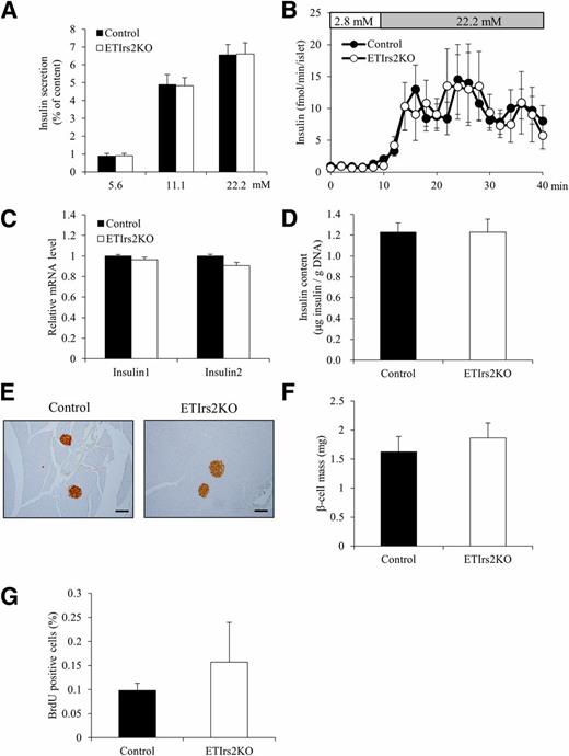 Figure 2. Insulin secretion in the isolated islets was not impaired in the ETIrs2KO mice. A: Glucose-induced insulin secretion using batch-incubated islets at 12 weeks (n = 9). B: Glucose-induced insulin secretion as assessed in an islet perifusion experiment at 12 weeks (n = 8). C: mRNA expression levels expressed as the values in the islets of the ETIrs2KO mice relative to those of the control mice at 12 weeks (n = 5). D: Insulin content per DNA concentration in islets isolated from the control and ETIrs2KO mice at 12 weeks (n = 8). E: Insulin staining of pancreatic sections from the control and ETIrs2KO mice at 24 weeks (scale bar = 100 μm). F: The β-cell mass was calculated as estimated islet weight (n = 5). G: Replication rate of β-cells assayed on the basis of BrdU incorporation in the control and ETIrs2KO mice at 24 weeks (n = 7). Results are shown as the percentage of BrdU-positive cells relative to the total number of β-cells. Values are the mean ± SE.