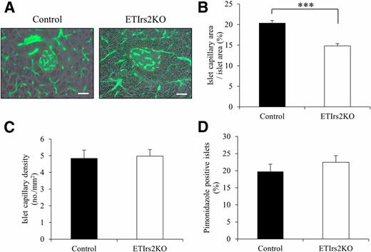 Figure 5. The capillary area stained by lectin was significantly decreased in the islets of the ETIrs2KO mice. A: Lectin staining of a pancreatic section from the control and ETIrs2KO mice at 12 weeks (scale bar = 50 μm). The approximate islet boundary is marked by a dotted line. Vessel area expressed as a relative value to the total islet volume percentage (B) and the number of capillaries per square millimeters of islet (C). D: Pimonidazole-positive islets were quantitatively assessed as a percentage of the total number of islets. Values are the mean ± SE for five animals. ***P < 0.001.