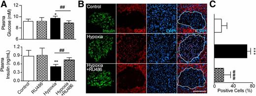 Figure 6. GR mediates hypoxia-induced plasma insulin reduction. GR antagonist RU486 administration reversed the increased glucose and decreased insulin in rat plasma induced by hypoxia (5,000 m, 8 h) (A). Immunofluorescence of SGK1 (red), insulin (green), and nuclei (DAPI blue) showed a high SGK1 signal (B) and an elevated percentage of SGK1-positive cells (C) in pancreatic islets under hypoxia; these increases were reversed by RU486. In A, n = 7–8 rats in each group. In B and C, n = 15–20 islets from five to seven rat pancreata. Scale bar = 100 μm; dotted line, islet region. *P < 0.05, **P < 0.01, ***P < 0.001 vs. control group; ##P < 0.01, ###P < 0.001 vs. hypoxia group.