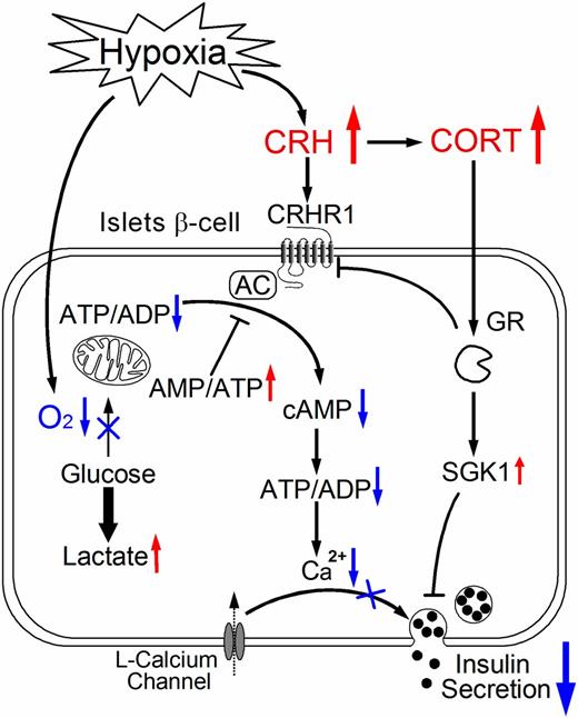 Figure 8. Proposed inhibitory regulation of insulin release by hypoxia-activated CRH and CORT. Hypoxia switches from aerobic to anaerobic glycolysis, resulting in low ATP/ADP and high AMP/ATP ratios, which inhibit cAMP production and calcium oscillations in rat islets. This consequently inactivates the insulinotropic role of CRH, although CRHR1 is triggered by upregulated plasma CRH. Meanwhile, hypoxia-stimulated plasma CORT inhibits insulin secretion through upregulated Sgk1 mRNA; Crhr1 mRNA is also inhibited by CORT.
