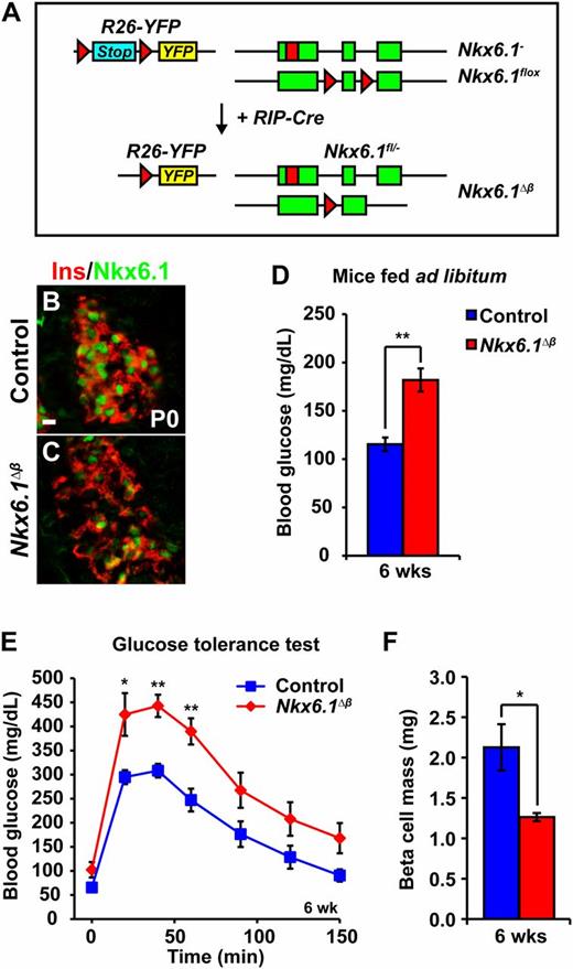 Figure 1. Nkx6.1 deletion in newly formed β-cells leads to glucose intolerance and reduced β-cell mass. A: Schematic of alleles and transgenes used to inactivate Nkx6.1 in fetal β-cells. Rectangles show coding sequences; triangles show loxP sites; red rectangle shows DsRed coding sequence. B and C: Immunofluorescence staining for Nkx6.1 and insulin reveals loss of Nkx6.1 in most β-cells of Nkx6.1∆β mice at P0. D: Blood glucose levels in 6-week-old Nkx6.1∆β mice fed ad libitum compared with control mice (n = 6). E: Intraperitoneal glucose tolerance test shows glucose intolerance in 6-week-old Nkx6.1∆β mice as compared with control mice (n = 6). F: Quantification of β-cell mass reveals decreased β-cell mass in Nkx6.1∆β mice at 6 weeks of age (n = 3). Data shown as mean ± SEM. Scale bars = 20 μm. Ins, insulin; YFP, yellow fluorescent protein. *P < 0.05; **P < 0.01.
