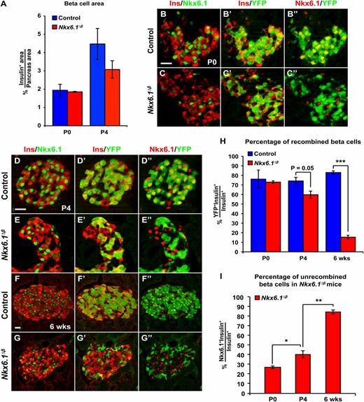 Figure 2. Nkx6.1 is required for postnatal β-cell mass expansion. A: Quantification of the insulin immunofluorescent area relative to total pancreatic area reveals no difference in β-cell mass between Nkx6.1∆β and control mice at P0 and a slight but not significant decrease at P4 (n = 3). B–G’’: Immunofluorescence staining for insulin, Nkx6.1, and YFP at P0 (B–C’’), P4 (D–E’’), and 6 weeks of age (F–G’’). H: Quantification of insulin+ cells expressing YFP at P0, P4, and 6 weeks shows a progressive decrease of YFP+ recombined β-cells in Nkx6.1∆β mice postnatally (n = 3). I: Quantification of insulin+ cells expressing Nkx6.1 reveals a progressive increase of Nkx6.1-expressing unrecombined β-cells in Nkx6.1∆β mice between P0 and 6 weeks of age (n = 3). Data shown as mean ± SEM. Scale bar = 20 μm. Ins, insulin; YFP, yellow fluorescent protein. *P < 0.05; **P < 0.01; ***P < 0.001.