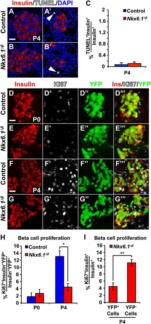 Figure 3. Nkx6.1 is required for postnatal β-cell proliferation. A–C: β-Cells are not apoptotic at P4 in Nkx6.1∆β or control mice based on TUNEL combined with immunofluorescence staining for insulin and DAPI. TUNEL+ cells in the pancreas are shown as a positive control (arrowheads) and TUNEL+insulin+ cells were quantified. D–G’’’: Immunofluorescence staining for insulin, Ki67, and YFP at P0 and P4. H: Quantification of the percentage of insulin+YFP+ cells expressing Ki67 shows decreased β-cell proliferation in Nkx6.1∆β mice at P4, but not at P0 (n = 3). I: Quantification of Ki67-expressing YFP+insulin+ cells and YFP−insulin+ cells in Nkx6.1∆β mice at P4 reveals a selective decrease in proliferation of recombined compared with unrecombined β-cells within the same animal (n = 3). Data shown as mean ± SEM. Scale bar = 20 μm. Ins, insulin; YFP, yellow fluorescent protein. *P < 0.05; **P < 0.01.
