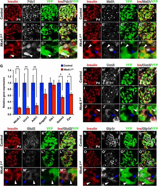 Figure 4. Nkx6.1 inactivation leads to a cell autonomous loss of β-cell maturation and nutrient sensing markers. Immunofluorescence staining for insulin, Pdx1, and YFP (A–C’’’) or insulin, MafA, and YFP (D–F’’’) shows Pdx1 but not MafA expression in recombined YFP+insulin+ cells of Nkx6.1∆β mice at P4. Unrecombined YFP−insulin+ cells express Pdx1 and MafA in Nkx6.1∆β mice. G: qRT-PCR analysis of pancreata from Nkx6.1∆β and control mice at P2 for genes associated with β-cell maturation (n = 3). Immunofluorescence staining for insulin, Ucn3, and YFP (H–J’’’); insulin, Glut2, and YFP (K–M’’’); or insulin, Glp1r, and YFP (N–P’’’) shows loss of Ucn3, Glut2, and Glp1r expression in recombined YFP+insulin+ cells but not in unrecombined YFP−insulin+ cells of Nkx6.1∆β mice at P4. For each marker, representative areas are shown in lower panels for Nkx6.1∆β mice, as indicated by a dashed box in the merged middle panel. White arrowheads point to recombined YFP+insulin+ cells and blue arrowheads to unrecombined YFP−insulin+ cells. Data shown as mean ± SEM. Scale bar = 20 μm. Ins, insulin; YFP, yellow fluorescent protein. *P < 0.05; **P < 0.01.