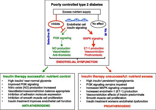 Figure 2. Differential beneficial or adverse effects of insulin therapy on vascular endothelial cells depending on the level of metabolic control achieved. Insulin signaling in endothelial cells can be via the PI3K (causes vasodilation and is anti-thrombotic) and the MAPK pathway (causes vasoconstriction and is prothrombotic) such that there is a balance of beneficial and harmful effects. In response to an excess nutrient supply, as occurs in metabolically uncontrolled T2D, selective IR in the PI3K pathway will occur such that signaling through the MAPK pathway will be unopposed, increasing the risk of vascular events. Insulin treatment will either improve or worsen vascular health depending on whether it is effective or not at bringing blood nutrient levels under control. If high exogenous insulin therapy is successful at improving blood nutrient levels, then insulin signaling through the PI3K pathway will increase such that insulin therapy will be beneficial to blood vessel health. However, if high dose exogenous insulin therapy fails to control blood nutrients (i.e., in refractory patients), then the IR in the PI3K pathway will not be relieved and insulin signaling will predominate via the harmful MAPK pathway and increase the risk of vascular events.