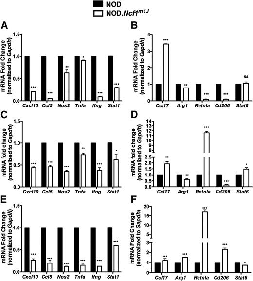 Figure 2. NOD.Ncf1m1J islets exhibit reduced M1 and increased M2 macrophage transcript accumulation when normalized to Gapdh. Quantitative RT-PCR analysis of 8- (A and B), 12- (C and D), and 16-week-old (E and F) female NOD and NOD.Ncf1m1J islets for M1 (A, C, and E) and M2 macrophage markers (B, D, and F). Data represent the average of three experiments, plated in triplicate. Quantitative RT-PCR statistical analyses were performed relative to the NOD control normalized to 1. ***P < 0.001; **P < 0.01; *P < 0.05. ND, not detected; ns, not significant.