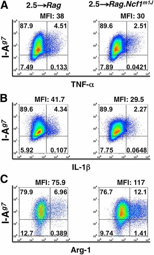 Figure 5. Pancreas-infiltrating macrophages from superoxide-deficient NOD.Rag mice display a decrease in TNF-α and IL-1β synthesis, and a concomitant increase in Arg-1 synthesis after diabetogenic CD4 T-cell transfer. Dot plots of TNF-α– (A), IL-1β–, and Arg-1– expressing (B) macrophages in the pancreata of NOD.Rag and NOD.Rag.Ncf1m1J recipient mice at 7 days post-transfer with NOD.BDC-2.5 CD4 T cells. Dot plots were generated by first gating on granulocytes and then gating on F4/80+ or CD11b+ cells via side scatter. For TNF-α and IL-1β, expression is shown by F4/80+, I-Ag7+ cells while Arg-1 expression by CD11b+, I-Ag7+ cells is displayed. Mean fluorescence intensity (MFI) values of TNF-α and IL-1β were quantified by F4/80+, I-Ag7+ cells, while those of Arg-1 were calculated from CD11b+, I-Ag7+ cells. Data are representative of four independent experiments.