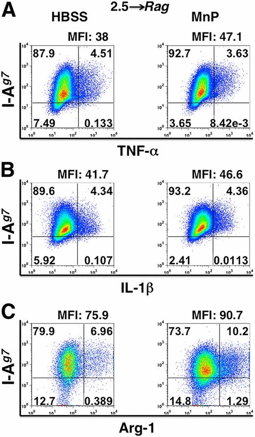 Figure 6. Pancreas-infiltrating macrophages from NOD.Rag mice treated with MnP display a decrease in TNF-α and a concomitant increase in Arg-1 synthesis after diabetogenic CD4 T-cell transfer. Dot plots of TNF-α– (A), IL-1β–, and Arg-1–expressing (B) macrophages in the pancreata of NOD.Rag recipient mice at 7 days post-transfer with NOD.BDC-2.5 CD4 T cells treated with HBSS or MnP. Dot plots were generated by first gating on granulocytes and then gating on F4/80+ or CD11b+ cells via side scatter. Mean fluorescence intensity (MFI) values of TNF-α and IL-1β were quantified by F4/80+, I-Ag7+ cells, while those of Arg-1 mean fluorescence intensity were calculated from CD11b+, I-Ag7+ cells. For TNF-α and IL-1β, expression is shown by F4/80+, I-Ag7+ cells, while Arg-1 expression by CD11b+, I-Ag7+ cells is displayed. Data are representative of four independent experiments.