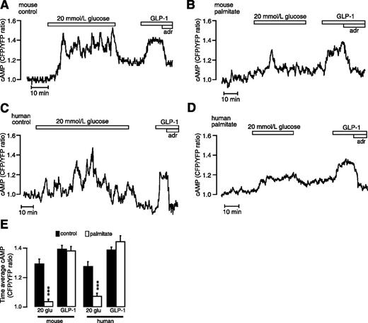 Figure 2. Impaired glucose-induced [cAMP]pm signaling in long-term palmitate-treated mouse and human β-cells. TIRF microscopy recordings of [cAMP]pm in mouse and human islet β-cells maintained in buffer containing 3 mmol/L glucose. A: Mouse β-cell showing oscillations of [cAMP]pm in response to 20 mmol/L glucose. GLP-1 (100 nmol/L) induced stable [cAMP]pm elevation, which is inhibited by 5 µmol/L adrenaline. Representative for 12 cells. B: Impaired glucose-induced [cAMP]pm elevation in a mouse islet β-cell pretreated with palmitate for 48 h (n = 14). C: [cAMP]pm responses to 20 mmol/L glucose, 100 nmol/L GLP-1, and 5 µmol/L adrenaline in a control human islet β-cell. Representative for eight cells in islets from three donors. D: [cAMP]pm responses in a human islet β-cell exposed to palmitate for 48 h; n = 8 cells in islets from three donors. E: Mean ± SEM for the time-average [cAMP]pm during glucose and GLP-1 stimulation in control and palmitate-treated β-cells. ***P < 0.001 for difference from control. adr, adrenaline; glu, glucose.