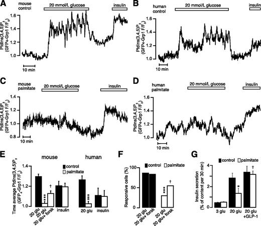 Figure 5. Long-term exposure to palmitate suppresses pulsatile insulin secretion from mouse and human islets. TIRF microscopy recordings of insulin release from mouse and human islet cells expressing the fluorescent PtdIns(3,4,5)P3 reporter GFP4-Grp1. A: Elevation of the glucose concentration from 3 to 20 mmol/L triggers PtdIns(3,4,5)P3 oscillations corresponding to pulsatile insulin secretion in a mouse islet cell. Addition of 100 nmol/L exogenous insulin causes prompt and stable PtdIns(3,4,5)P3 elevation; n = 26 cells. B: Glucose-induced PtdIns(3,4,5)P3 oscillations in a human islet cell. Representative for nine cells from four donors. C: Lack of glucose-induced, but not insulin-induced, PtdIns(3,4,5)P3 response in a mouse islet cell pretreated with palmitate; n = 27. D: Glucose- and insulin-induced PtdIns(3,4,5)P3 responses in a human islet cell pretreated with palmitate; n = 8 cells from 4 donors. E: Mean ± SEM for the time-average PtdIns(3,4,5)P3 responses induced by 20 mmol/L glucose, 5 µmol/L forskolin, and 100 nmol/L insulin in control and palmitate-treated mouse and human islet cells. ***P < 0.001 for difference from control; †P < 0.05 compared with absence of forskolin. F: Fraction of cells responding with increased levels of PtdIns(3,4,5)P3 after stimulation with 20 mmol/L glucose in the absence or presence of 5 µmol/L forskolin in control and palmitate-treated mouse islet cells. ***P < 0.001 compared with control; †P < 0.05 compared with absence of forskolin. G: Insulin release from batches of islets incubated in 3, 20, or 20 mmol/L glucose with 1 nmol/L GLP-1; n = 4 experiments. *P < 0.05 for difference from control; †P < 0.05 for difference from 20 mmol/L glucose. forsk, forskolin; glu, glucose.