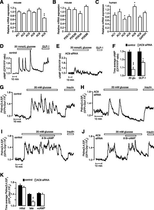 Figure 6. Expression of ACs and phosphodiesterases and the role of AC9 for glucose-induced [cAMP]pm generation in β-cells. A–C: Real-time PCR analysis of the expression of mRNA for different ACs (A) and PDEs (B) in mouse islets (n = 4 independent experiments) and ACs in human islets (C; n = 4) after 48-h treatment with palmitate. The results are presented in relation to nontreated control after normalization to the housekeeping gene β-actin. GAPDH was included as an extra control. *P < 0.05; **P < 0.01 for difference induced by palmitate treatment. D and E: TIRF recordings of [cAMP]pm in single MIN6 β-cells stimulated with 20 mmol/L glucose and 100 nmol/L GLP-1 after treatment with nontarget control siRNA (D; n = 36) or siRNA against AC9 (E; n = 40). F: Mean ± SEM for the time-average glucose- and GLP-1–induced [cAMP]pm responses in MIN6 β-cells treated with control or AC9-specific siRNA. *P < 0.05; ***P < 0.005 for difference from control. G–J: TIRF recordings of insulin release from MIN6 β-cells expressing the fluorescent PtdIns(3,4,5)P3 reporter GFP4-Grp1. Cells exposed to nontarget control (G, n = 54; I, n = 34) or AC9-specific siRNA (H, n = 47; J, n = 27) were stimulated with 20 mmol/L glucose, 1 mmol/L 8-Br-cAMP, and 100 nmol/L insulin as indicated. K: Mean ± SEM for the time-average PtdIns(3,4,5)P3 responses during the initial 10 min of glucose stimulation and a 10-min period 20 min later with or without added 8-Br-cAMP. **P < 0.01 for difference from control. glu, glucose.