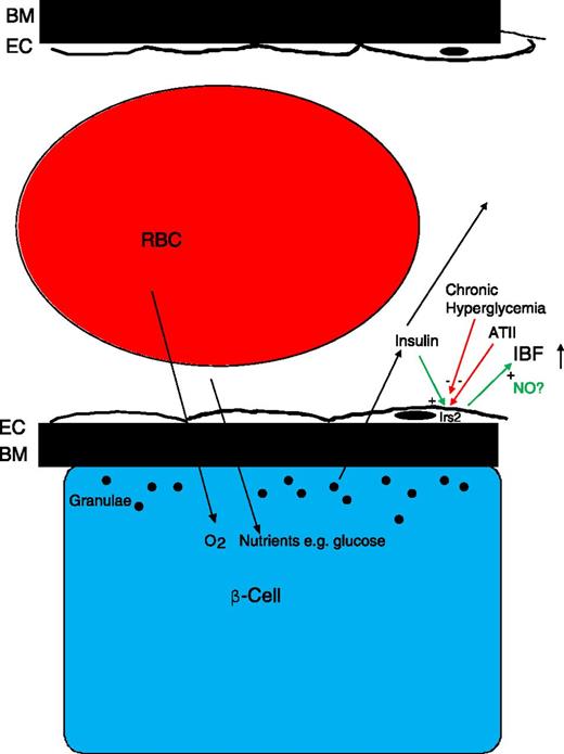 Figure 1. Hashimoto et al. (10) provide the data that insulin produced by β-cells is important for the maintenance of islet blood perfusion, and thereby islet function, by phosphorylation of endothelial cell–specific Irs2. The mechanism for how Irs2 increases islet blood flow remains to be determined, but nitric oxide is one of the candidates. In type 2 diabetes, both chronic hyperglycemia and increased local angiotensin II (ATII) concentrations may inhibit Irs2 phosphorylation in islet endothelium, causing islet blood flow disturbances and islet dysfunction. BM, basement membrane; EC, endothelial cells; IBF, islet blood flow; RBC, red blood cell.