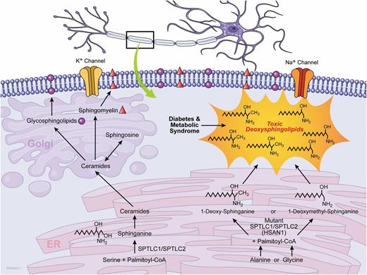 Figure 1. Formation of bioactive sphingolipids and toxic deoxy-sphingolipids in mammalian cells. Sphingolipid de novo synthesis is catalyzed by the enzyme SPTLC through the condensation of palmitoyl-CoA (or other activated fatty acid) and L-serine to form sphinganine. This condensation and ceramide synthesis process takes place in the endoplasmic reticulum (ER). In HSAN1, mutant SPTLCs prefer alanine or glycine instead of serine and form deoxy- or deoxymethyl-sphingolipids, which can no longer be metabolized to complex sphingolipids or degraded by the canonical degradation pathway, thus leading to toxic accumulation. This phenomenon is also seen in diabetes and metabolic syndrome. Under normal conditions, ceramides are transported to the Golgi where the synthesis of sphingomyelin and glycosphingolipids take place. Sphingomyelin and glycosphingolipids are then transported to the plasma membrane.
