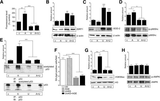 Figure 4. In vivo UnAG effects are recapitulated in ECs subjected to in vitro ischemia. A: Intracellular ROS generation was evaluated using an Amplex Red fluorescence assay kit in ECs subjected to in vitro ischemia and untreated (c) or treated with AGE (A), UnAG (U), or AGE+UnAG (A+U). Fluorescence level (mean ± SEM, n = 4) is reported as fold induction relative to control values, which were arbitrarily set as 100. **P < 0.01 AGE-treated vs. untreated ECs; ***P < 0.001 UnAG-treated and AGE+UnAG vs. AGE-treated ECs. Cell extracts from ECs subjected to in vitro ischemia and treated as indicated were analyzed for SIRT1 (B), SOD-2 (C), and pS36p66Shc (p-p66Shc) (D) content, normalized to β-actin and p66Shc content, or for acetylated and total p53 content (E). *P < 0.05 for p-p66Shc UnAG and AGE+UnAG vs. untreated or AGE-treated ECs; **P < 0.01 for SIRT1, ***P < 0.001 for SOD-2 (C), ***P < 0.001 for acetylated p53 in UnAG and AGE+UnAG vs. AGE (E). F: Senescence was evaluated on ECs treated as above and expressed as the mean ± SEM of SA–β-gal–positive cells per field. ***P < 0.001 UnAG and AGE+UnAG vs. untreated or AGE. Empty bar, control (ctrl); diagonal line bar, AGE; horizontal line bar, UnAG; and black bar, UnAG+AGE. Nuclear H3K56ac (G) and cytoplasmatic phospho-(p)-AMPK (H) content was evaluated in ECs treated as indicated. Protein levels were normalized to H3 or AMPK content, respectively. ***P < 0.001 AGE vs. untreated and UnAG or AGE+UnAG vs. AGE for H3K56ac. All results are representative of four different experiments performed in triplicate. H3K56ac, H3K56 acetylation; IB, immunoblot; IP, immunoprecipitation.