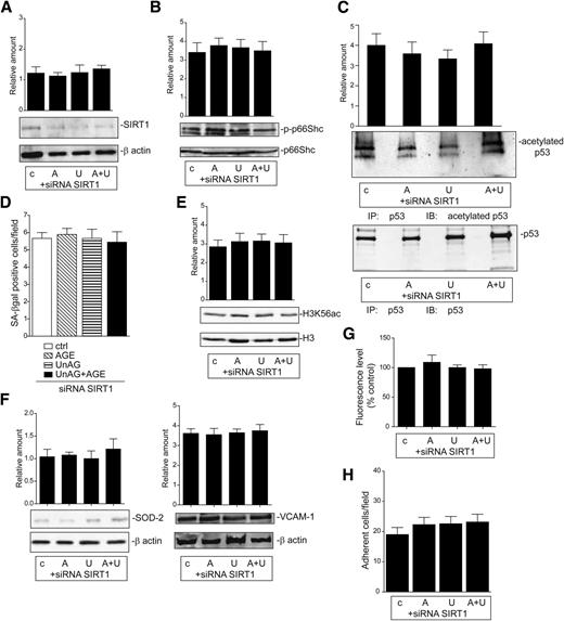 Figure 5. SIRT1 is required for UnAG-mediated stress resistance upon ischemia. A–C: ECs that were untreated (c) or treated with AGE (A), UnAG (U), or AGE+UnAG (A+U) were transfected for 48 h with SIRT1 small interfering RNA (siRNA) and subjected to in vitro ischemia. Western blot analysis was performed to evaluate the content of SIRT1 (A) and pS36p66Shc (p-p66Shc) (B), normalized to β-actin and p66Shc content and acetylated or total p53 content (C). D: Senescence was evaluated on ECs treated as above and expressed as the mean ± SEM of SA–β-gal–positive cells per field. Empty bar, control (ctrl); diagonal line bar, AGE; horizontal line bar, UnAG; and black bar, UnAG+AGE. Cell extracts from ECs treated as above were subjected to Western blot analysis to evaluate H3K56ac and H3 content (E) or SOD-2, VCAM-1, and β-actin content (F). G: Intracellular ROS generation was evaluated using the Amplex Red fluorescence assay kit in ECs treated as indicated and subjected to in vitro ischemia. Fluorescence level (mean ± SEM, n = 4) is reported as fold induction relative to control values, which were arbitrarily set as 100. H: The adhesion assay was performed by plating red-labeled peripheral blood mononuclear cells on an EC monolayer that had previously been silenced for SIRT1. Treatments are indicated. Adherent cells were counted and reported as mean ± SEM per field (×20 magnification). All results are representative of four different experiments performed in triplicate. H3K56ac, H3K56 acetylation; IB, immunoblot; IP, immunoprecipitation.
