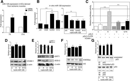 Figure 7. miR-126 is crucial for UnAG-mediated vessel protection against ischemia. A: miR-126 expression was evaluated by quantitative real-time PCR on ECs recovered from the ischemic muscles of mice treated as indicated at days 7 and 21 postsurgery. Data normalized to RNU6B are representative of three experiments (n = 3 each group). ***P < 0.001 UnAG- vs. saline-treated mice at days 7 and 21. B: miR-126 expression was evaluated by quantitative real-time PCR in two groups of ECs that had either undergone transfection with anti–miR-126 oligonucleotides or not were treated with the indicated stimuli and subjected to in vitro ischemia. Data normalized to RNU6B are representative of four experiments. **P < 0.01 AGE+UnAG vs. AGE (left); **P < 0.01 treated vs. untreated ECs transfected with anti–miR-126 (right); ***P < 0.001 UnAG vs. untreated cells. C: ECs were either transfected with pGL3 empty vector or pGL3–3′-UTR full-length–VCAM-1 luciferase constructs, treated as indicated, and subjected to in vitro ischemia. Relative luciferase activity is reported. ***P < 0.001 AGE vs. untreated cells and AGE+UnAG vs. AGE; n = 4. Empty bar, control (c); diagonal line bar, AGE (A); horizontal line bar, UnAG (U); and black bar, UnAG+AGE (A+U). Cell extracts from ECs transfected with anti–miR-126 and treated as above were analyzed for VCAM-1 (D), SIRT1 and SOD-2 (E), and H3K56ac (F) content, normalized to β-actin or H3 content, as indicated, or for acetylated and total p53 content (G). The results in D–G are representative of four different experiments performed in triplicate. ctrl, control; H3K56ac, H3K56 acetylation; IB, immunoblot; IP, immunoprecipitation.