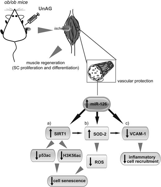 Figure 8. Schematic representation of UnAG effects following ischemia. Following muscle damage, UnAG induces skeletal muscle regeneration via SC proliferation and differentiation and vascular cell protection. Its effects are mediated by miR-126 upregulation. The increased level of miR-126 leads to: a) increased SIRT1 expression, which prevents cell senescence via epigenetic mechanisms (reduced p53 and H3K56 acetylation); b) increased SOD-2 expression, which protects ECs from ROS generation and, in turn, contributes to avoiding cell senescence; and c) reduced VCAM-1 expression and inflammatory cell recruitment. H3K56ac, H3K56 acetylation; p53ac, acetylated p53.