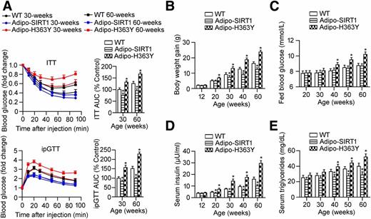 Figure 1. Overexpression of hSIRT1(H363Y) in adipose tissue accelerates the development of metabolic aging in mice. A: ITTs and ipGTTs were performed and compared between 30- and 60-week-old WT, Adipo-SIRT1, and Adipo-H363Y. B: Body weight was recorded after overnight fasting and the body weight gain calculated by referring to those of WT, Adipo-SIRT1, and Adipo-H363Y at the age of 8 weeks. C: Blood glucose was recorded at 1000 h in mice fed ad libitum. D: Circulating insulin levels were measured in sera collected from WT, Adipo-SIRT1, and Adipo-H363Y after overnight fasting. E: Mice were killed at different ages, and the fasting serum triglyceride concentration was measured. *P < 0.05, compared with the corresponding WT group (n = 8).