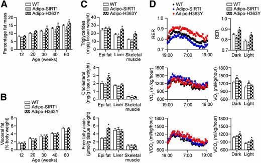 Figure 2. Selective overexpression of hSIRT1(H363Y) in adipose tissues leads to augmented body fat mass and ectopic lipid accumulation. A: Body fat composition (fat content/body weight %) was analyzed and compared in WT, Adipo-SIRT1, and Adipo-H363Y from different age-groups. The results are calculated as percentage values of the body weights. B: The wet weights of epididymal and perirenal fat pads were recorded and combined to calculate the percentage amounts of visceral fat compared with the total body weight. C: Triglycerides (upper), cholesterols (middle), and free fatty acids (bottom) were measured in epididymal (epi) fat, liver, and skeletal muscle collected from WT, Adipo-SIRT1, and Adipo-H363Y (40 weeks old, fasted for 16 h). D: Indirect calorimetry analysis was performed to obtain the RER, VO2, and VCO2 values in WT, Adipo-SIRT1, and Adipo-H363Y (30 weeks old, fed ad libitum) (light period 0700–1900 h). *P < 0.05, compared with corresponding WT (n = 10).