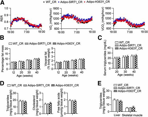 Figure 4. Caloric restriction restores the metabolic capacity and reduces ectopic lipid accumulation in Adipo-H363Y. A: Indirect calorimetric analysis was performed in 30-week-old WT, Adipo-SIRT1, and Adipo-H363Y under calorie restriction (light period 0700–1900 h). B: Percentage body fat mass (total fat content/body weight %, left panel) and visceral fat (epididymal and per renal fat/body weight %, right panel) were measured and calculated for calorie-restricted WT, Adipo-SIRT1, and Adipo-H363Y as in Fig. 2. C: Serum triglyceride concentration was monitored in calorie-restricted mice killed at the ages of 20, 30, or 40 weeks. D: Tissue contents of triglycerides (left), cholesterols (middle), and free fatty acids (right) were measured in epididymal fat pads collected from WT, Adipo-SIRT1, and Adipo-H363Y after 30 weeks of calorie restriction. E: Tissue triglyceride contents in livers and skeletal muscles collected from calorie-restricted WT, Adipo-SIRT1, and Adipo-H363Y were measured and compared (n = 8).
