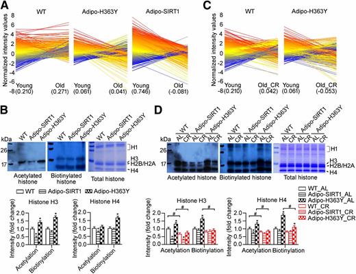 Figure 5. Calorie restriction prevents aging- and hSIRT1(H363Y)-induced gene changes by inhibiting histone biotinylation and promoting histone acetylation. A: Profile plot was performed by GeneSpring GX 12.6 to display the normalized intensity changes between young (8 weeks) and old (40 weeks) WT, Adipo-SIRT1, or Adipo-H363Y. Each line represents a single gene of the 3,915 gene list summary (Supplementary Table 1). The average intensities of all genes were calculated for both “young” and “old” samples and are listed at the bottom of each graph. B: Histone enrichment was performed using epididymal adipose tissues collected from 8-week-old WT, Adipo-SIRT1, and Adipo-H363Y. Western blotting was performed to analyze the global acetylated (top left, detected with antiacetylated lysine antibody) and biotinylated (top middle, probed with streptavidin-HRP) histone levels in isolated histone fractions (top right, stained with Coomassie Brilliant Blue). The band signals were quantified and presented as fold changes for H3 and H4, respectively (bottom left and right). C: Profile plot was performed as in Fig. 5A to display the normalized intensity changes between young (8 weeks) and calorie-restricted old (Old_CR, 40 weeks) WT or Adipo-H363Y. Each line represents a single gene of the 3,915 gene list (Supplementary Table 1). The average intensities of all genes were calculated and are listed at the bottom of each sample group. D: Epididymal fat pads were collected from mice (40 weeks old) that were either fed ad libitum (AL) or subjected to calorie restriction (CR). Global acetylated and biotinylated histone levels were determined as in panel B. *P < 0.05, compared with corresponding WT group; #P < 0.05, compared with corresponding AL group (n = 3–6).