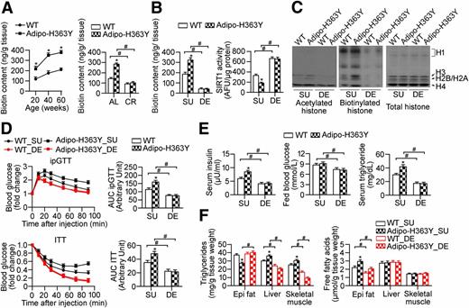 Figure 6. Biotin-deficient diet restores metabolic functions in WT and Adipo-H363Y. A: The tissue content of biotin was measured in epididymal fat pads collected from WT and Adipo-H363Y at different ages (left), and compared between mice (30 weeks old) that were fed ad libitum and under calorie restriction treatment (right). B: Biotin content (left) and SIRT1 activity (right) were measured in epididymal adipose tissues of WT and Adipo-H363Y subjected to treatments with biotin-sufficient (SU) or biotin-deficient (DE) diet. C: Acetylated or biotinylated histones were detected as in Fig. 5 using adipose tissues collected from WT and Adipo-H363Y fed with either SU or DE diets. D: ipGTT (top) and ITT (bottom) were performed in WT and Adipo-H363Y subjected to 10 weeks of SU or DE diets. The AUCs were calculated and compared (right panels). E: Serum insulin, nonfasting glucose, and circulating triglyceride levels were measured and compared in WT and Adipo-H363Y fed with SU or DE diets. F: Tissue triglycerides (left) and free fatty acids (right) were measured in WT and Adipo-H363Y fed with SU or DE diets. *P < 0.05, compared with corresponding WT control group; #P < 0.05, compared with the corresponding SU group (n = 8). AFU, arbitrary fluorescence unit. 