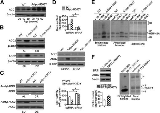 Figure 7. ACC2 regulates total biotin content in adipose tissues. A: Western blotting analysis of ACC protein expression in epididymal fat pads collected from WT and Adipo-H363Y at different ages. B: Expression of ACC2 was compared in epididymal fat pads of WT and Adipo-H363Y fed ad libitum (AL) or under calorie restriction (CR) (top), or subjected to biotin-sufficient (SU) or biotin-deficient (DE) diet treatments (bottom). C: Immunoprecipitation was performed using antibodies against ACC2 and the acetylated ACC2 was measured in the immunoprecipitates by Western blotting. D: Biotin content (top), ACC expressions (middle), and SIRT1 activity (bottom) were measured in epididymal fat lysates of WT and Adipo-H363Y treated in vivo with specific ACC2 siRNA or scrambled siRNA (scRNA). E: Biotinylated and acetylated level of histones were compared in epididymal fat pads of WT and Adipo-H363Y after RNAi treatment as in panel D. F: Murine 3T3-L1 preadipocytes induced to differentiate as previously described (50), followed by infection with recombinant adenoviruses encoding luciferase or the human SIRT1 mutant hSIRT1(H363Y) at a multiplicity of infection of 100 (51). The cells were harvested 48 h after infection. Protein expression of SIRT1 and ACC2 (top left), biotin content (bottom left), and biotinylated histones (right) were measured as above. AFU, arbitrary fluorescence unit. *P < 0.05, compared with corresponding control groups; #P < 0.05, compared with the corresponding scRNA groups (n = 3–4).