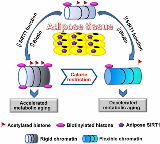 Figure 8. Schematic summary. Calorie restriction prevents SIRT1 dysfunction–induced abnormal chromosome remodeling and epigenetic modification in adipose tissues.
