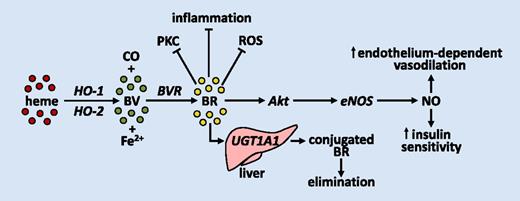 Figure 1. Schematic diagram depicting the metabolism of heme and the beneficial actions of bilirubin in diabetes-induced endothelial dysfunction. Bilirubin, generated by the concerted action of HO-1 and BVR, leads to the sequential activation of Akt and eNOS and synthesis of NO, which improves endothelium-dependent vasodilation and insulin resistance. These salutary actions are further amplified by the ability of bilirubin to inhibit PKC, inflammation, and oxidative stress, which are known mediators of endothelial dysfunction in diabetes. Bilirubin is removed from the circulation by the liver and metabolized by UGT1A1 to yield water-soluble conjugated bilirubin for elimination. BR, bilirubin; BV, biliverdin; Fe2+, ferrous iron; ROS, reactive oxygen species.