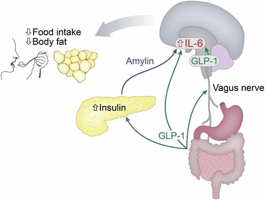 How Glp 1 Improves Insulin Sensitivity