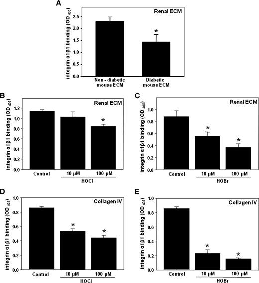 Figure 2. Binding of integrin α1β1 to diabetic renal ECM, hypohalous acid–modified renal ECM, and hypohalous acid–modified collagen IV. A: Kidneys from C57BLKS (nondiabetic control) and eNOS−/− C57BLKS db/db (diabetic) mice were decellularized and homogenized as described in research design and methods. The binding of integrin α1β1 to renal ECM homogenate was determined using a solid-phase binding assay. The bars represent background-subtracted Mn2+-dependent binding. Each bar represents the mean ± SEM. *P < 0.05, control vs. diabetic (n = 5). ECM homogenate from C57BLKS mice was coated onto 96-well plates and incubated with the indicated concentrations of either HOCl (B) or HOBr (C) for 2 h at 37°C. The binding of integrin α1β1 to modified and unmodified renal ECM was determined as in A. *P < 0.05, control vs. halogenated proteins (n = 4). Purified EHS collagen IV was coated onto 96-well plates and incubated with the indicated concentrations of either HOCl (D) or HOBr (E) for 2 h at 37°C. The binding of integrin α1β1 to modified and unmodified collagen IV was determined as in A. *P < 0.05, control vs. halogenated proteins (n = 4). OD, optical density.
