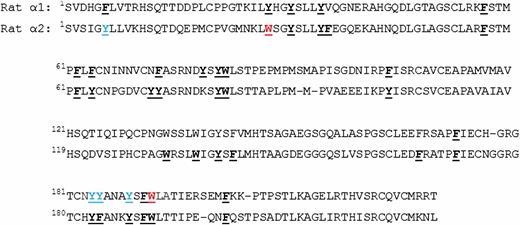 Figure 3. Location of oxidative modifications within primary structures of α1 (top sequence) and α2 (bottom sequence) domains of NC1 (α1,α1,α2)2 hexamer isolated from rat kidney collagen IV networks. A significant increase in the levels of oxidation and chlorination was detected in residues W192 (α1) and W28 (α2) of NC1 domains from diabetic rat kidneys compared with controls (shown in red). Brominated residue Y6 (α2) and nitrated residues Y184 (α1), Y185 (α1), and Y189 (α1) were also detected, but their levels were not changed in diabetic vs. control animals (shown in blue). Other aromatic residues susceptible to stable oxidation and/or halogenation were not modified (shown in bold black). Carbamidomethylated cysteine residues, oxidized methionine residues, and enzymatic PTMs hydroxylysine and hydroxyproline are not shown.