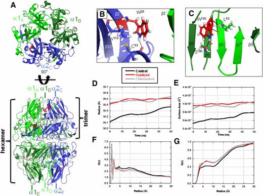 Figure 5. MD simulation model of the impact of oxidized/chlorinated tryptophan residues on the NC1 (α1,α1,α2)2 hexamer structure. A: MD simulations were conducted with one modified tryptophan per NC1 monomer. Locations of W28 (B) and W192 (C) residues are shown within NC1 hexamer. The radius of gyration (D) and solvent-accessible surface area (E) for an unmodified control hexamer (black), a hexamer oxidized at W28 and W192 (red), and a hexamer chlorinated at W28 and W192 (gray) are shown. The radial distribution function, G(r), is shown for α2 monomer relative to both solute atoms (F) and water molecules (G). Local conformational perturbations introduced by selected oxidized W28 and W192 NC1 hexamer residues are shown in panels H and I, respectively. Superimposed control (gray) and oxidized (green and blue) structures are shown with color scheme and subunit nomenclature corresponding to those in panel A. The average RMSD values for all W28 and W192 residues in modified relative to control NC1 hexamers are shown in the inset table. RMSD values were calculated for all atoms of either W28 or W192 residues or for backbone heavy atoms of the adjacent secondary structure elements. J: Limited proteolysis of HOCl-modified NC1 hexamer by proteinase K (PrK) was performed as described in research design and methods. A limited proteolysis experiment was performed three times with the same results. MW Std., molecular weight standard.