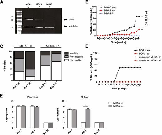 Figure 1. A reduction in MDA5 protects NOD mice from spontaneous and virus-mediated T1D. A: MDA5+/+, MDA5+/−, and MDA5−/− mice were stimulated with polyinosinic:polycytidylic acid as described in research design and methods. After 24 h stimulation, a 48% reduction in MDA5 protein from MDA5+/− spleens compared with MDA5+/+ was confirmed by Western blot. B: Diabetes incidence was monitored in MDA5+/+ (n = 41), MDA5+/− (n = 23), and MDA5−/− (n = 20) mice for 30 weeks. Two consecutive blood glucose levels >300 mg/dL determined diabetes incidence. C: Serial sections of pancreas tissue from MDA5+/+ and MDA5+/− at days 3 and 7 post–CB4 infection were stained for hematoxylin-eosin and scored for insulitis according to a three-tiered scale (no insulitis, peri-insulitis, and insulitis). Infected 10- to 12-week-old MDA5+/+ (n = 10) and MDA5+/− (n = 15) and uninfected MDA5+/+ (n = 12) and MDA5+/− (n = 8) mice were monitored for cumulative diabetes incidence up to 14 days pi (D), and viral titers were quantified by standard plaque assay from pancreas and spleens at 3, 7, and 14 days pi (E). Results are shown as means ± SEM, and statistical significance was determined by Student t test. *P < 0.05.