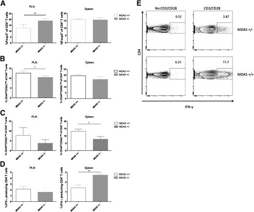 Figure 3. Reduced MDA5 expression polarizes a regulatory T-cell response. MDA5+/− mice have increased levels of regulatory T cells (Foxp3+ of CD4+ T cells) in the PLNs (A), decreased effector CD4+ and CD8+ (CD44highCD62low) T cells in both PLNs and spleen (B and C), and increased IFN-γ–producing CD4+ T cells in the spleen compared with infected MDA5+/+ mice at day 7 post–CB4 infection (D). T cells were isolated from MDA5+/+ (n = 5) and MDA5+/− (n = 5) mice at day 7 pi and with classical activation and maturation marker antibodies for FACS analysis. Results are shown as means ± SEM of a representative from three independent experiments. P values were determined using Student two-tailed paired t test. **P < 0.01, *P < 0.05. E: Tregs from MDA5+/− mice suppress IFN-γ production from MDA5+/+ CD4+ T cells in vitro. CD4+ CD25− T cells were isolated from spleens of uninfected MDA5+/+ mice and mixed at a ratio of 2:1 (CD4+ CD25− T cells:Tregs) with MDA5+/− or MDA5+/+ CD4+ CD25+ Tregs isolated from CB4-infected mice at day 7 pi as described in research design and methods. Cells were mixed at CD4+ CD25− T cells:Treg ratios ranging from 2:1 to 16:1 with titratable suppression, and optimal results at the 2:1 ratio are presented here. After 72 h, cells were restimulated, and intracellular staining determined the percent of IFN-γ–producing CD4+ T cells. One of two independent experiments that yielded similar results is shown. hi, high.