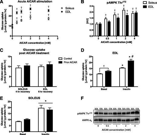 Figure 1. Glucose uptake (A) and phospho-AMPK (pAMPK) Thr172 (B) in soleus and EDL muscles in response to acute AICAR stimulation (50 min, 0.5–4 mmol/L) (n = 7–8). †P < 0.05 vs. control (0 mmol/L) within muscle type. C: Glucose uptake in soleus and EDL muscles after 4 and 6 h of recovery from prior AICAR treatment (50 min, 1 mmol/L), respectively (n = 8). D: Glucose uptake in EDL muscle incubated with or without insulin (100 µU/mL) 6 h after prior AICAR treatment (50 min, 1 mmol/L) (n = 24). †P < 0.05 vs. basal control; *P < 0.05 vs. basal value within group; #P < 0.05 vs. response to insulin in control (interaction: insulin × AICAR). E: Glucose uptake in soleus muscle incubated with or without insulin (100 µU/mL) 4 h after prior AICAR stimulation (50 min, 1 mmol/L) (n = 8). *P < 0.001, main effect of insulin. Data were analyzed by one-way ANOVA (A and B), paired t test (C), or two-way repeated-measures ANOVA (D and E). Data are expressed as the means ± SEM. F: Representative Western blot image. AU, arbitrary units; hr, hour; SOL, soleus.