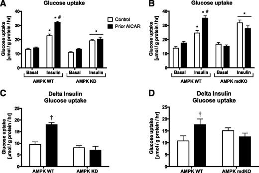 Figure 2. Glucose uptake (A and B) or Δ glucose uptake (insulin minus basal) (C and D) in EDL muscle from either AMPK KD mice (A and C) or AMPK mdKO mice (B and D) and corresponding WT littermates incubated with or without insulin (100 µU/mL) 6 h after prior AICAR treatment (50 min, 1 mmol/L) (KD n = 9–10, mdKO n = 12). Data are expressed as the means ± SEM. A: AICAR × insulin × genotype interaction (P < 0.001). *P < 0.05 vs. basal value within genotype; #P < 0.001 vs. response to insulin in WT control mice (interaction AICAR × insulin). B: AICAR × insulin × genotype interaction (P < 0.05). *P < 0.001 vs. basal value within genotype; #P < 0.001 vs. response to insulin in WT control (interaction AICAR × Insulin). C: Data are extracted from the raw data given in A. †P < 0.001 vs. control within genotype. D: Data are extracted from the raw data given in B. †P < 0.05 vs. control within genotype. hr, hour.