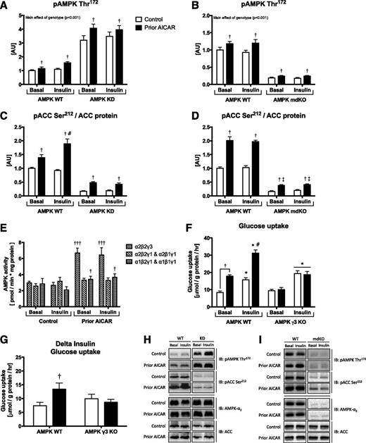 Figure 3. Phospho-AMPK (pAMPK) Thr172 (A and C) and phospho-ACC (pACC) Ser212 (B and D) in EDL muscle from either AMPK KD mice (A and B) or AMPK mdKO mice (C and D) and corresponding WT littermates incubated with or without insulin (100 µU/mL) 6 h after prior AICAR treatment (50 min, 1 mmol/L) (KD n = 9–10, mdKO n = 12). AMPK trimer specific activity in EDL muscle from C57BL/6J mice incubated with or without insulin (100 μU/mL) 6 h after prior AICAR treatment (50 min, 1 mmol/L) (N = 4–6) (E). Glucose uptake (F) or Δ insulin-stimulated glucose uptake (insulin minus basal) (G) in EDL muscle from γ3-AMPK KO mice and corresponding WT littermates incubated with or without insulin (100 µU/mL) 6 h after prior AICAR treatment (50 min, 1 mmol/L) (n = 6–8). Data are expressed as the means ± SEM. A: †Main effect of AICAR (P < 0.05). Main effect of genotype (P < 0.001). B: †Main effect of AICAR (P < 0.01). Main effect of genotype (P < 0.001). C: AICAR × insulin × genotype interaction (P < 0.001). †P < 0.001 vs. control within genotype; #P < 0.001 vs. response to AICAR in WT basal (interaction AICAR × insulin). D: †P < 0.01 vs. control value within genotype; ‡P < 0.001 vs. response in WT (interaction genotype × AICAR). E: †††Effect of AICAR within group (P < 0.001). F: AICAR × insulin × genotype interaction (P < 0.05). *P < 0.001 vs. basal values within genotype; #P < 0.05 vs. response to insulin in WT control (interaction AICAR × insulin); †P < 0.001 control vs. AICAR. G: Data are extracted from the raw data given in F. †P < 0.001 vs. control within genotype. H and I: Representative Western blot images from AMPK KD and mdKO studies, respectively. AU, arbitrary units; hr, hour; IB, immunoblotting.