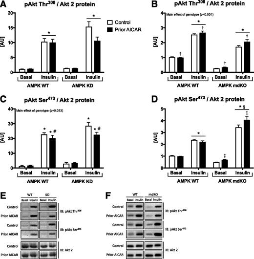 Figure 4. Phospho-Akt (pAkt) Thr308/Akt2 protein (A and B) and pAkt Ser473/Akt2 protein (C and D) in EDL muscle from either AMPK KD mice (A and C) or AMPK mdKO mice (B and D) and corresponding WT littermates incubated with or without insulin (100 µU/mL) 6 h after prior AICAR treatment (50 min, 1 mmol/L) (KD n = 9–10, mdKO n = 12). Data are expressed as the means ± SEM. A: *Effect of insulin (P < 0.001). B: *Effect of insulin (P < 0.001). †Main effect of AICAR (P = 0.048). Main effect of genotype (P < 0.001). C: *P < 0.001 vs. basal; #P < 0.05 vs. response to insulin in control (interaction insulin × AICAR). Main effect of genotype (P = 0.033). D: *Effect of insulin (P < 0.001); §P < 0.001 vs. response to insulin in WT (interaction insulin × genotype); ‡genotype × AICAR interaction (P = 0.034). E and F: Representative Western blot images from AMPK KD and mdKO mouse studies, respectively. AU, arbitrary units; IB, immunoblotting.