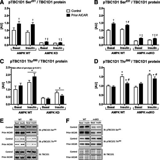 Figure 5. Phospho-TBC1D1 (pTBC1D1) Ser231/TBC1D1 protein (A and B) and pTBC1D1 Thr590/TBC1D1 protein (C and D) in EDL muscle from either AMPK KD mice (A and C) or AMPK mdKO mice (B and D) and corresponding WT littermates incubated with or without insulin (100 µU/mL) 6 h after prior AICAR treatment (50 min, 1 mmol/L) (KD n = 9–10, mdKO n = 12). Data are expressed as the means ± SEM. A: †P < 0.001 vs. control value within genotype; ‡genotype × AICAR interaction (P < 0.01). B: †P < 0.001 vs. control value within genotype; ‡genotype × AICAR interaction (P = 0.001); #insulin × AICAR interaction (P = 0.041). C: *Effect of insulin (P < 0.001). Main effect of genotype (P < 0.001). D: *P < 0.001 vs. basal; #P < 0.001 vs. response to insulin in control (interaction insulin × AICAR). E and F: Representative Western blot images from AMPK KD and mdKO studies, respectively. AU, arbitrary units; IB, immunoblotting.