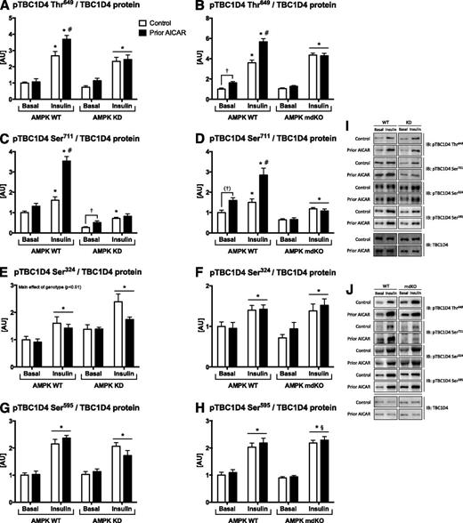 Figure 6. Phospho-TBC1D4 (pTBC1D4) Thr649/TBC1D4 protein (A and B), pTBC1D4 Ser711/TBC1D4 protein (C and D), pTBC1D4 Ser324/TBC1D4 protein (E and F), and pTBC1D4 Ser595/TBC1D4 protein (G and H) in EDL muscle from either AMPK KD mice (A, C, E, and G) or AMPK mdKO mice (B, D, F, and H) and corresponding WT littermates incubated with or without insulin (100 µU/mL) 6 h after prior AICAR treatment (50 min, 1 mmol/L) (KD n = 8–10, mdKO n = 12). Data are expressed as the mean ± SEM. A: AICAR × insulin × genotype interaction (P < 0.05). *P < 0.05 vs. basal value within genotype; #P < 0.05 vs. response to insulin in WT control (interaction AICAR × insulin). B: AICAR × insulin × genotype interaction (P < 0.001). *P < 0.05 vs. basal value within genotype; #P < 0.001 vs. response to insulin in WT control (interaction AICAR × insulin); †effect of AICAR within basal (P < 0.001). C: AICAR × insulin × genotype interaction (P < 0.01). *P < 0.001 vs. basal value within genotype; #P < 0.001 vs. response to insulin in WT control (interaction AICAR × insulin); †effect of AICAR within basal (P < 0.05). D: AICAR × insulin × genotype interaction (P < 0.05). *P < 0.05 vs. basal value within genotype; #P < 0.001 vs. response to insulin in WT control (interaction AICAR × insulin); †borderline effect of AICAR within basal (P = 0.05). E: *Effect of insulin (P < 0.001). Main effect of genotype (P < 0.01). F and G: *Effect of insulin (P < 0.001). H: *Effect of insulin (P < 0.001); §P < 0.05 vs. response to insulin in WT (interaction insulin × genotype). I and J: Representative Western blot images from AMPK KD and mdKO studies, respectively. AU, arbitrary units; IB, immunoblotting.